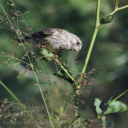 Serinus atrogularis Yellow-rumped Seedeater Zvonohlík angolský Bergkanarie Ngodzi Mpasuambegu Koo-jeusi Tšoere Angolagirlitz Arabisk Sisken Serín Lomo Olivo Keltaperähemppo Serin gorge noire Canarino Arabia アラビアカナリア Geelstuitkanarie Kulczyk zóltorzytny Canàrio garganta preta Arabsiska