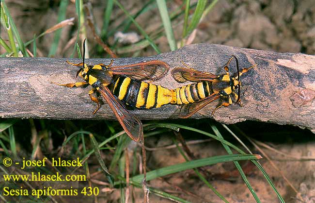 Sesia apiformis Nesytka sršňová Hornissen-Glasflügler Hornet Moth