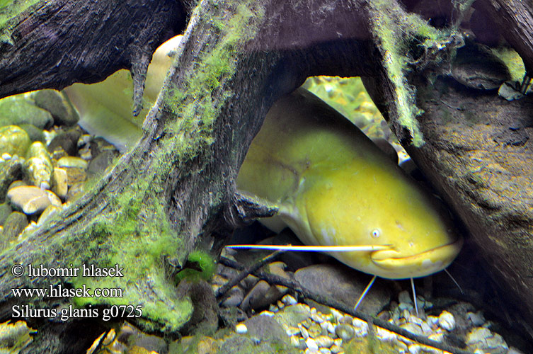 Silurus glanis Wels catfish Sheatfish Sumec velký