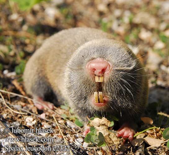 Spalax leucodon e2322 Nannospalax UK: Lesser Mole Rat FI: Unkarinsokkohiiri Sokkohiiri FR: Rat taupe NL: kleine blindmuis IT: Spalace Ungherese HU: Nyugati földikutya Westblindmaus SK: slepec malý podzemný CZ: slepec malý UO: сліпачок білозубий RU: Слепыш белозубый LT: baltadantis aklys GR: Μικροτυφλοποντικός