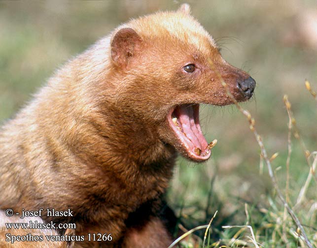 Speothos venaticus UK: Bush Dog FI: Pensaskoira FR: Chien bois NL: boshond IT: cane della montagna HU: őserdei kutya erdeikutya DE: Waldhund PL: pies leśny CZ: Pes pralesní ES: perro de monte SE: buskhund