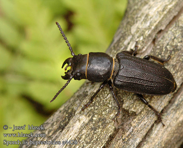 Spondylis buprestoides