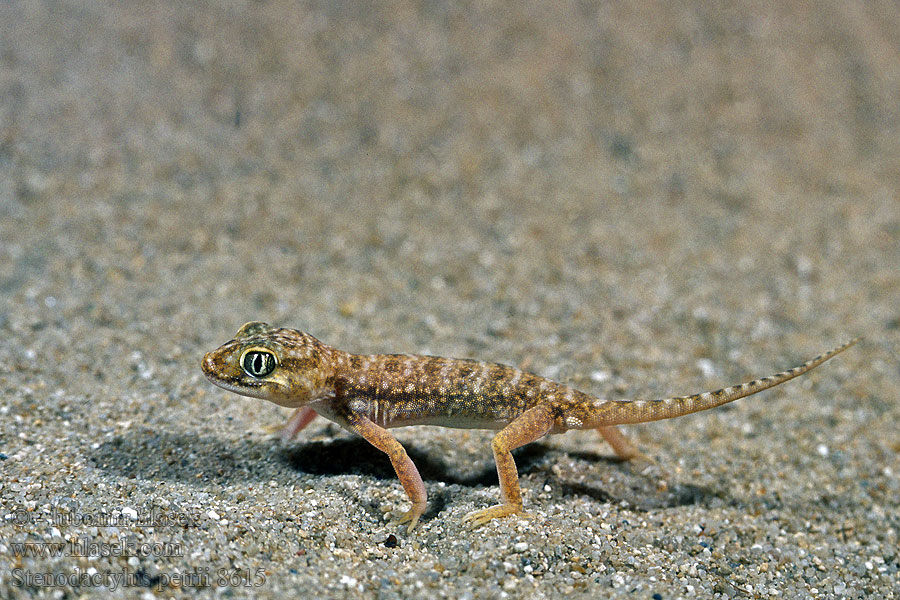 Stenodactylus petrii Dune gecko Gekon perelkowy Геккон узкопалый