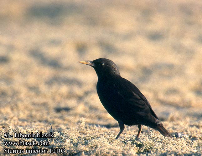 Sturnus unicolor 10103