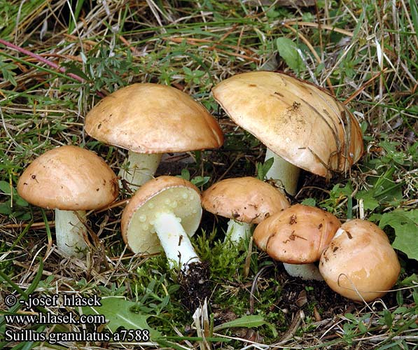 Suillus granulatus Weeping Bolete Kornet rørhat Jyvästatti