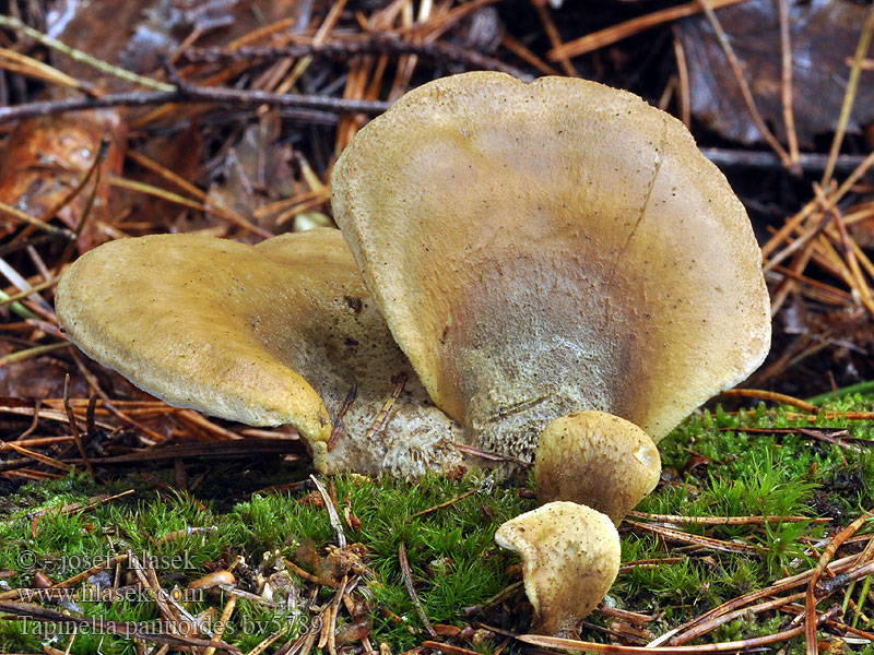 Tapinella panuoides Paxillus Paxille faux-panus