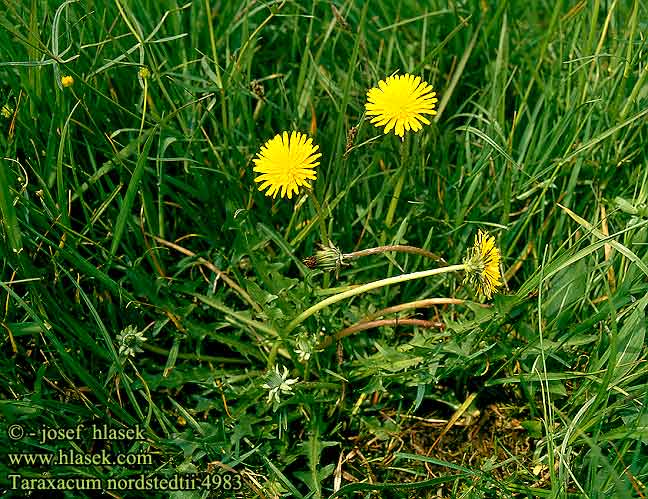 Taraxacum nordstedtii