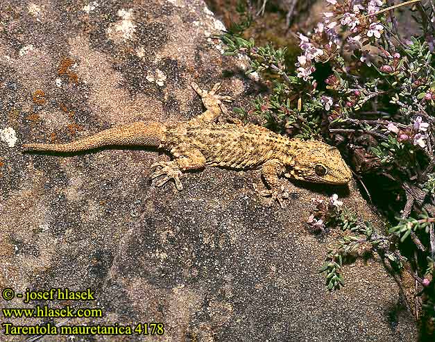 Tarentola mauritanica mauretanica Mauergecko Moorish wall Gecko Salamanquesa común Tarantola muraiola Gekon zední Zidni macaklin Muurgekko Gekon murowy Osga-moura Murgekko Muurigekko Gecko mauresque 一般的なヤモリ Fali gekkó Геккон стенной Gekon múrový Pozidni gekon Zidni gekon Turkisk murgecko