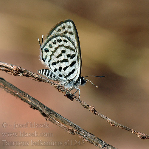 Balkan Kaplanı Kelebek Azuré argolou Tarucus balkanicus balkanica Little tiger blue Balkan Pierrot