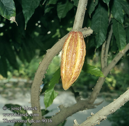 Theobroma cacao 9016