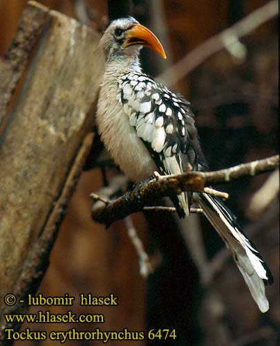 Tockus erythrorhynchus Red-billed Hornbill Calao bec rouge zoborožec rudozobý Токо красноклювый Rooibekneushoringvoël