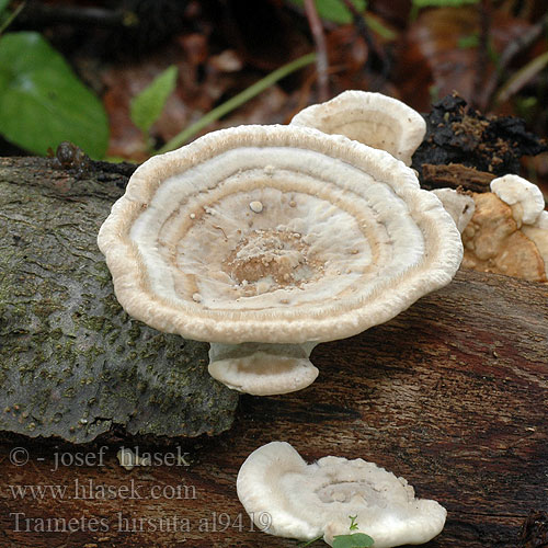 Borstticka Raggkjuke Траметес жесковолосистый Trametes hirsuta Coriolus hirsutus Polyporus Polystictus Hairy Bracket Håret læderporesvamp Karvavyökääpä Tramète hirsute Ruig elfenbankje Borostás egyrétűtapló Striegelige Tramete Wrośniak szorstki Trúdnikovec chlpatý Outkovka chlupatá