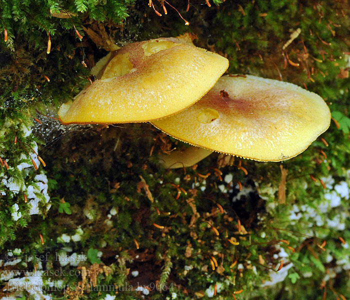 Tricholomopsis flammula Kleiner Holzritterling Čírovec útly