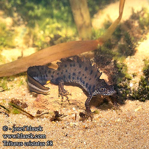 Pictures Of Warty Newt - Free Warty Newt pictures 