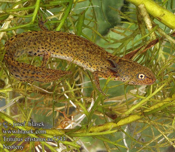 Triturus cristatus Warty Newt Stor neoteny vandsalamander