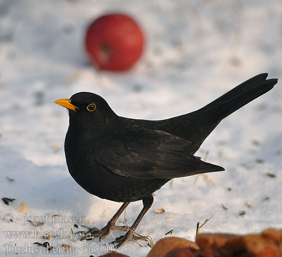 Blackbird Solsort Mustarastas Merle noir Merel