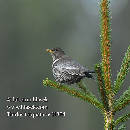 Turdus torquatus ed1304