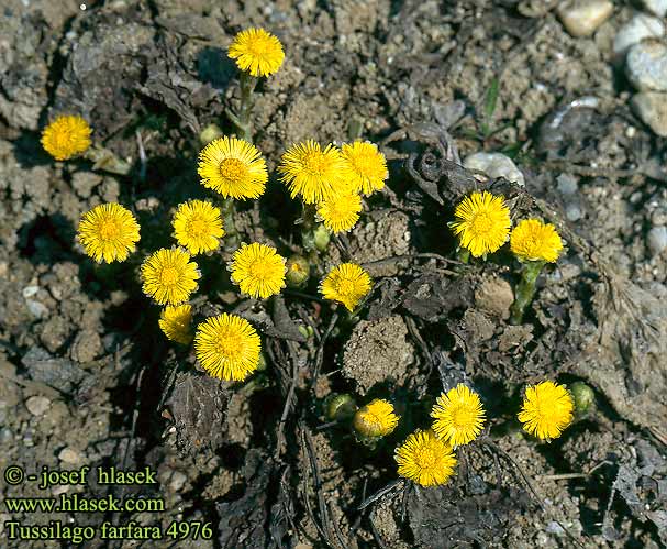 Tussilago farfara Almindelig Følfod Coltsfoot Leskenlehti