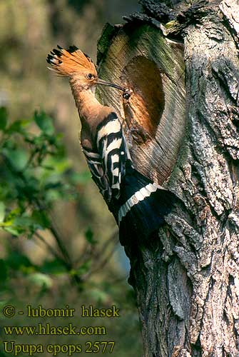 Upupa epops Dudok chochlatý Smrdokavra Hoopoe