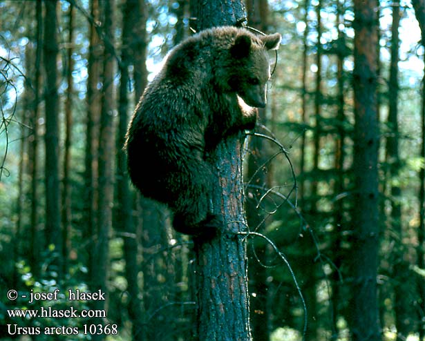 Ursus arctos medvěd hnědý Niedźwiedź brunatny