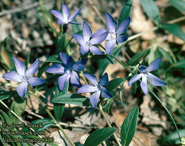 Vinca herbacea