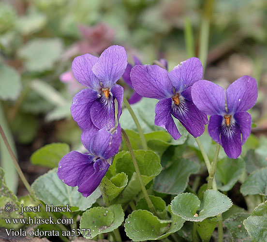 Viola odorata Duftveilchen Marts-Viol Sweet violet Violette odorante