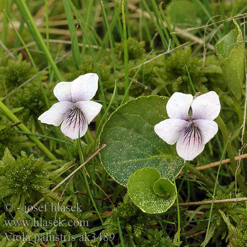 Viola palustris Violka bahenní Fialka močiarna Marsh Violet Bog