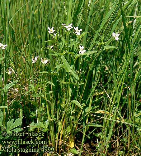 Viola stagnina persicifolia Fen Violet Violka slatinná Melkviooltje