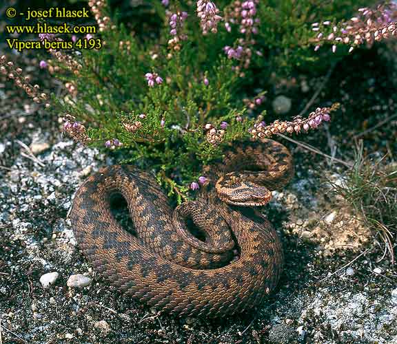 Vipera berus Kreuzotter Common viper Adder Northern Víbora común europea Marasso Zmije obecná Vipere péliade Żmija zygzakowata Vretenica severná Keresztes Hugorm Kyykäärme Adder Huggorm Bayağı engerek Обыкновенная гадюка звычайная Riđovka šarka Navadni gad Viperă neagră comuna Гадюка звичайна Αστρίτης Víbora européia comum Hoggorm Шарка Šarka Paprastoji angis Odze ヨーロッパクサリヘビ Гадзюка звычайная Naer-wiber Europa Усойница Europar sugegorri Cykcakòwatô żnija 极北蝰