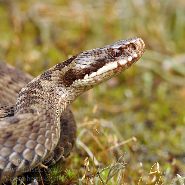 极北蝰 Vipera berus Kreuzotter Common viper Adder Northern Víbora común europea Marasso Zmije obecná Vipere péliade Żmija zygzakowata Vretenica severná Keresztes Hugorm Kyykäärme Adder Huggorm Bayağı engerek Обыкновенная гадюка звычайная Riđovka šarka Navadni gad Viperă neagră comuna Гадюка звичайна Αστρίτης Víbora européia comum Hoggorm Шарка Šarka Paprastoji angis Odze ヨーロッパクサリヘビ Гадзюка звычайная Naer-wiber Europa Усойница Europar sugegorri Cykcakòwatô żnija