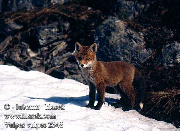 Vulpes vulpes Red Fox Renard Roux Rotfuchs Zorro