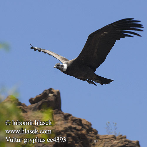 Vultur gryphus ee4393