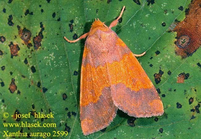 Xanthia aurago Tiliacea Barred Sallow Rotbuchen-Gelbeule Gold-Gelbeule