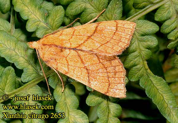 Xanthia citrago Tiliacea Orange Sallow Linden-Gelbeule Zlatokřídlec lipový