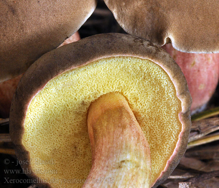 Bolet à chair jaune Xerocomus chrysenteron