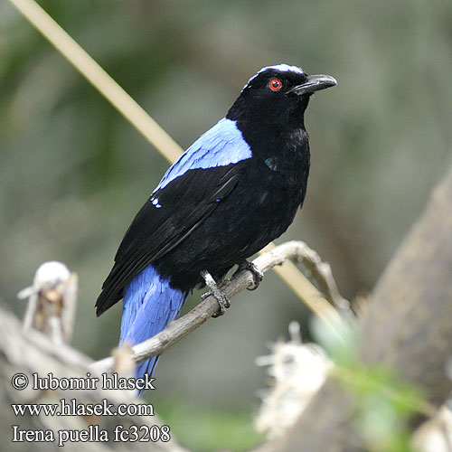 Indische Blauwrug Irena Buulbuul Irenabuulbuul Türkisirene Elfenblauvogel Türkisfeenvogel Turkuśnik indyjski Irena tyrkysová 和平鸟 Indisk Blåfugl Ave Flor Espalda Negra Sini-irena Irena dorsoazzurro asiatica ルリコノハドリ Голубая ирена Irena fialová นกเขียวคราม Blåbladfugl Blåfugl Irena puella Asian Fairy-bluebird Fairy Bluebird Irène vierge