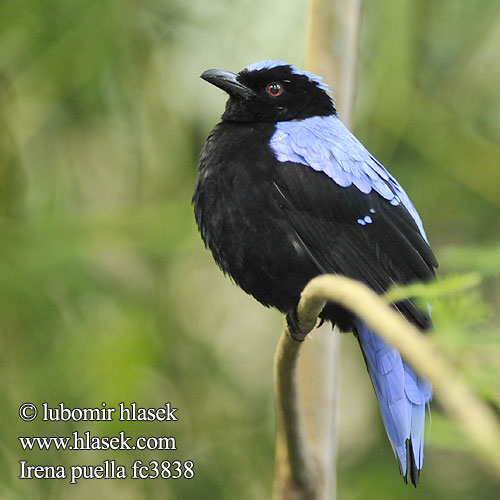 Türkisirene Elfenblauvogel Türkisfeenvogel Turkuśnik indyjski Irena tyrkysová 和平鸟 Indisk Blåfugl Ave Flor Espalda Negra Sini-irena Irena dorsoazzurro asiatica ルリコノハドリ Голубая ирена Irena fialová นกเขียวคราม Blåbladfugl Blåfugl Irena puella Asian Fairy-bluebird Fairy Bluebird Irène vierge Indische Blauwrug Irena Buulbuul Irenabuulbuul