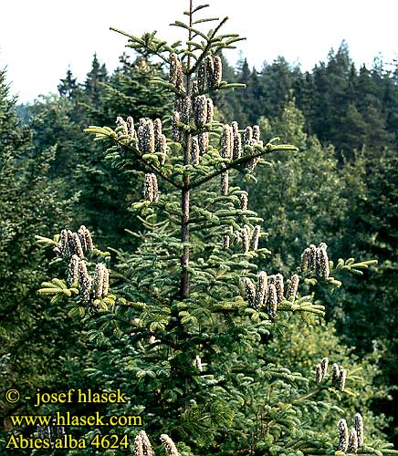 Abies alba European silver Fir Almindelig ædelgran Saksanpihta