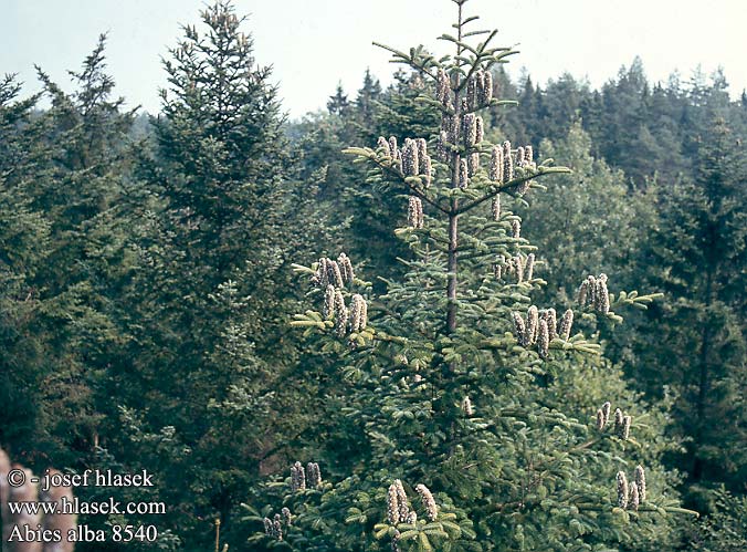 Abies alba Saksanpihta Sapin blanc pectiné Esveld