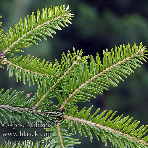 Abies alba Esveld Abete bianco commune vero Közönséges jegenyefenyő