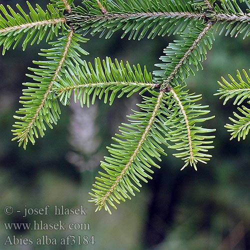 Abies alba Közönséges jegenyefenyő Weißtanne Edeltanne