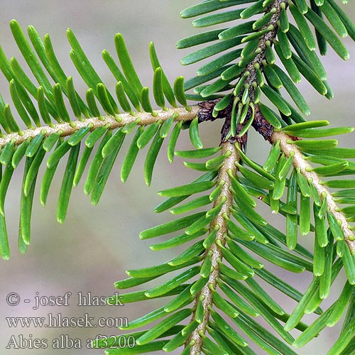 Abies alba Jedľa biela Jedle bílá bělokorá común Avet blanco