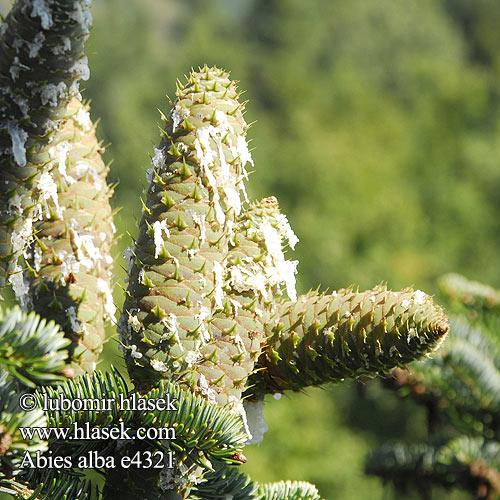 Abies alba Sapin blanc pectiné Esveld Abete bianco commune vero