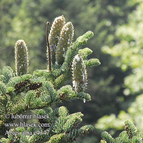 Abies alba Abete bianco commune vero Közönséges jegenyefenyő