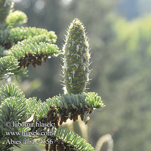 Abies alba Weißtanne Edeltanne Jodła pospolita Jedľa biela