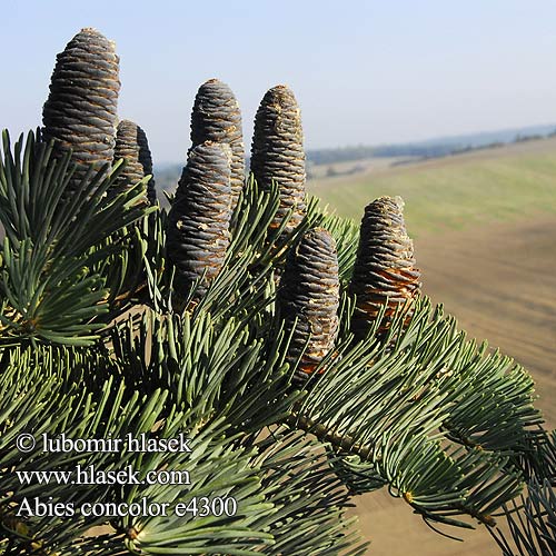 Abies concolor White fir Langnålet Ædelgran Harmaapihta Sapin Colorado