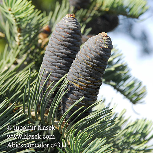 Abies concolor Sapin Colorado Abete Abeto zilverspar jodla jednobarwna