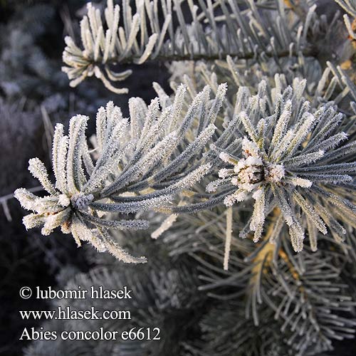 Abies concolor White jedle ojíněná Kolorádó fenyő Kolorado-edelgran