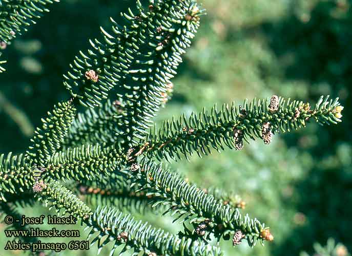 Abies pinsapo Spanish Fir Sapin d'Espagne Abete Spagna Spanische Tanne