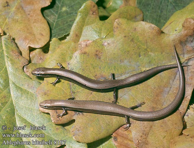 Ablepharus kitaibelii DE: Johannisechse UK: Snake-eyed Skink CZ: krátkonožka evropská TR: Ince kertenkele SK: krátkonôžka štíhla HU: Pannon gyík Magyar